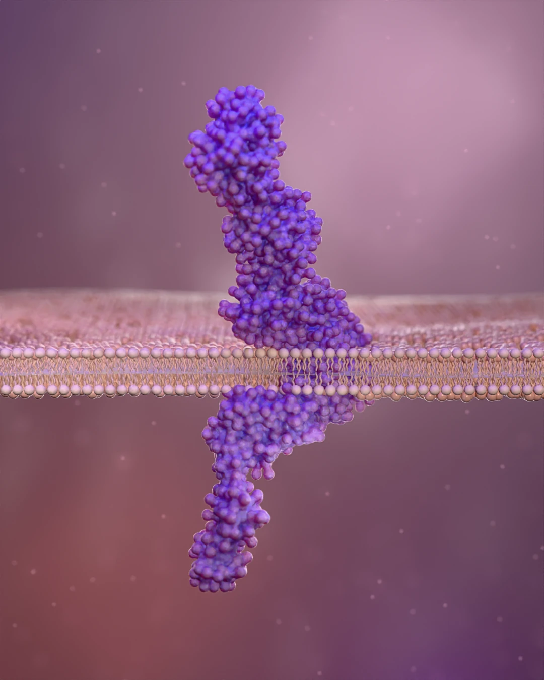 Proteína violeta atravessando uma bicamada lipídica